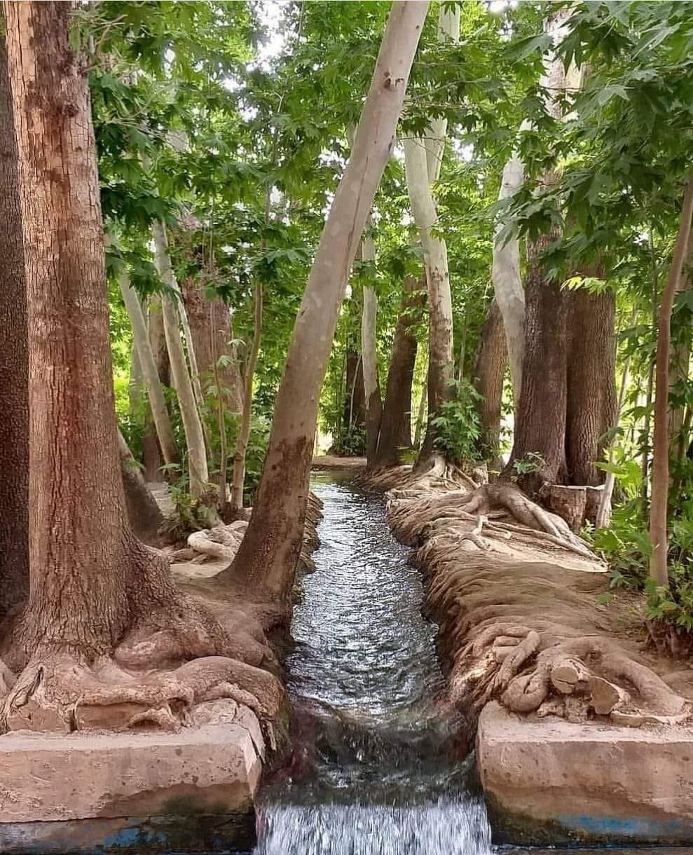 باغ پهلوان پور مهریز یزد گُلی