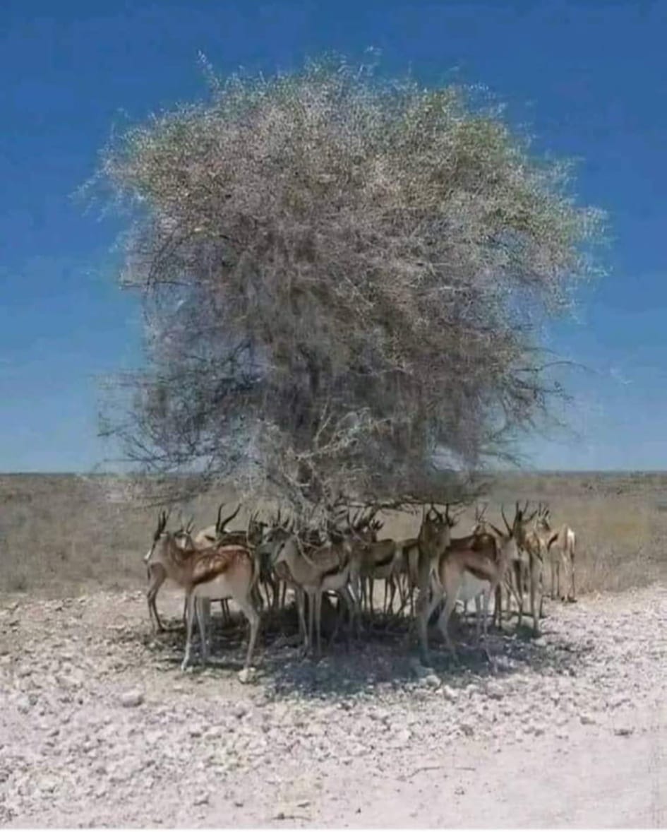 value of one tree