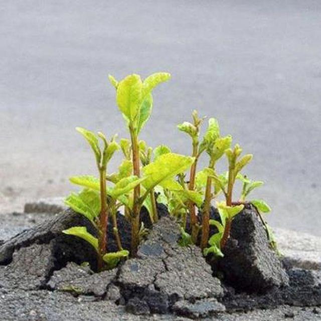 breakthrough plant
