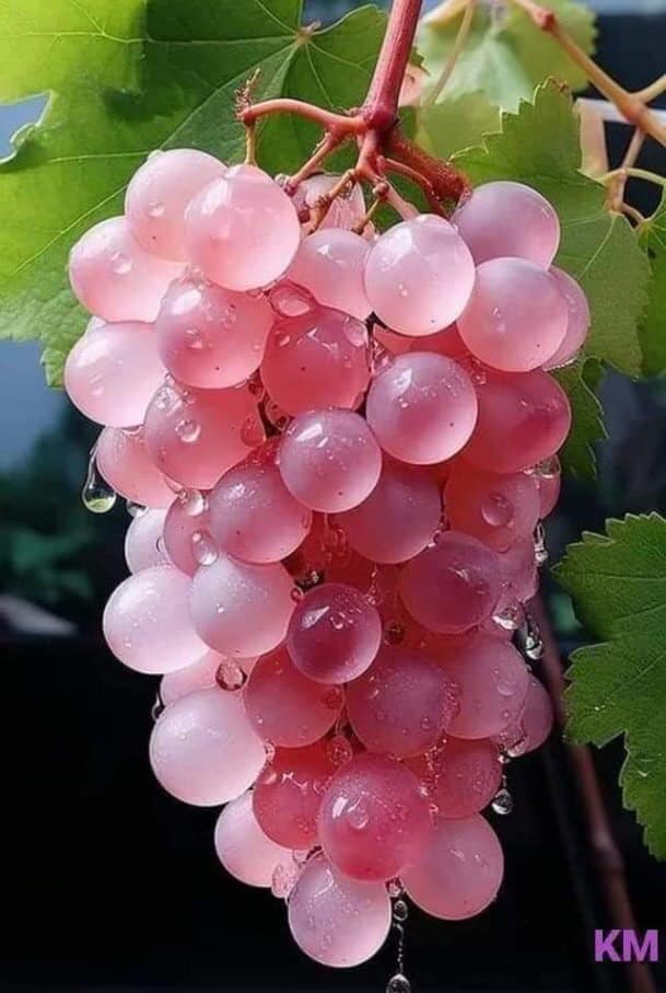 GrapeOfJapanKoshu