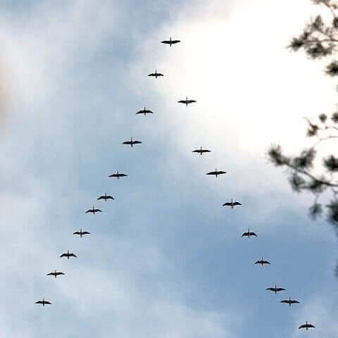 birds