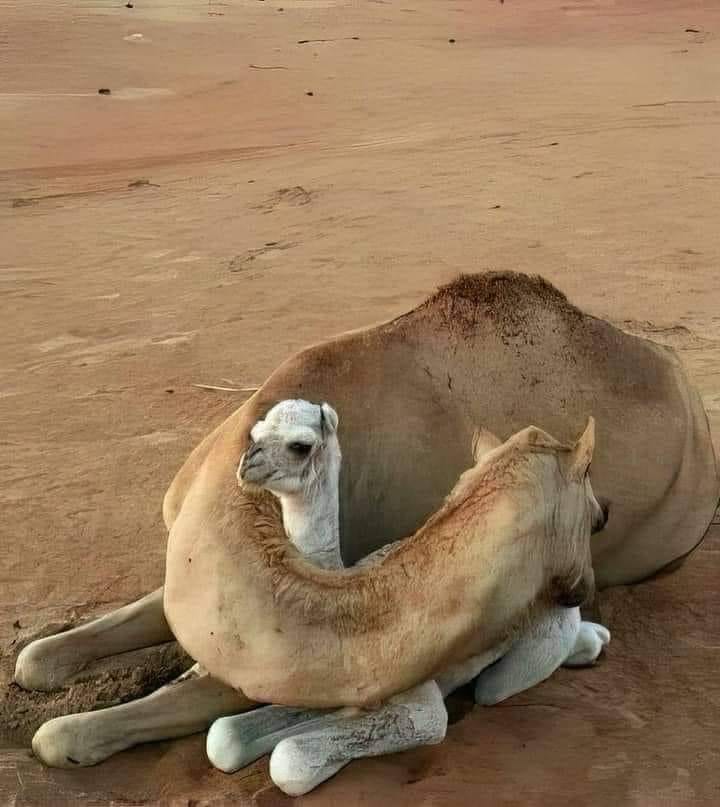 camels