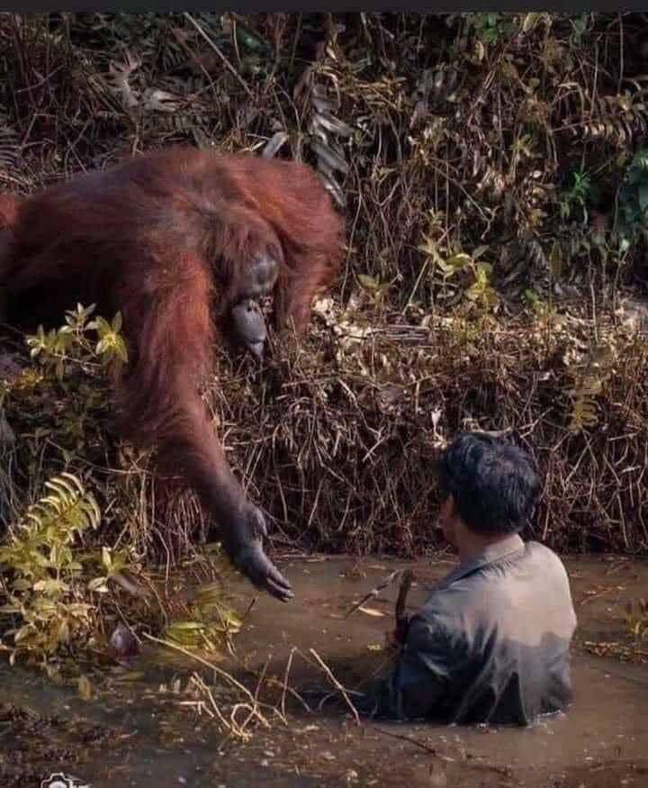 wild oranguton
