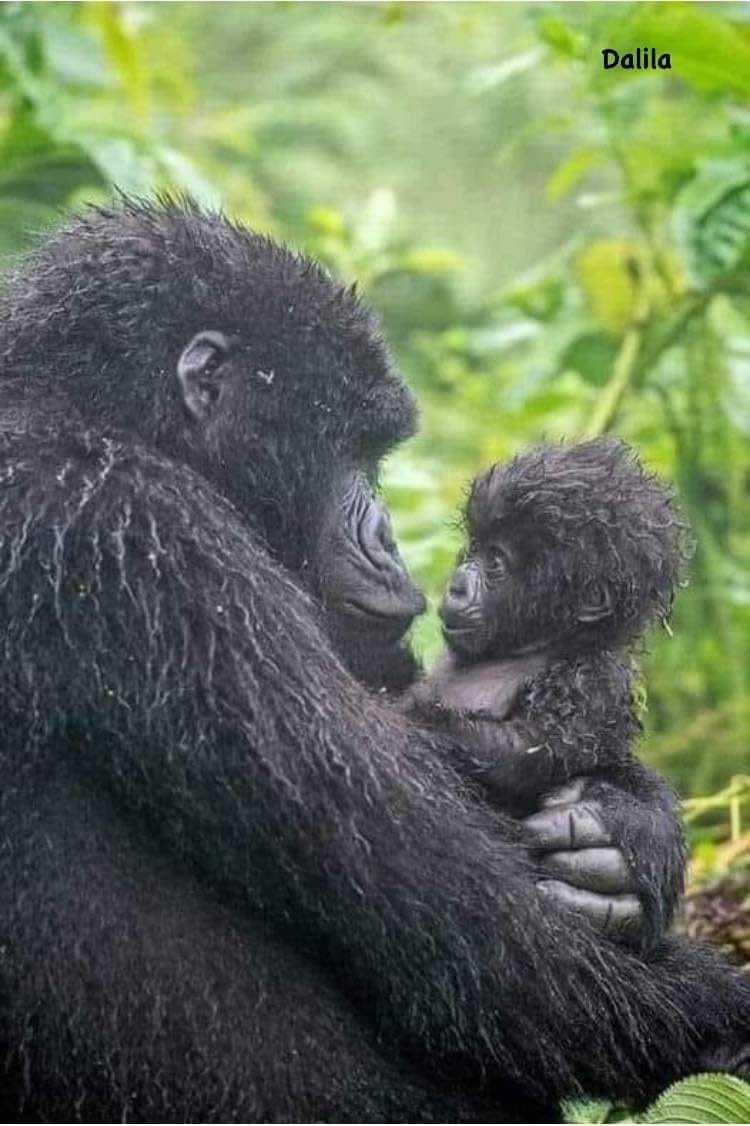 chimps