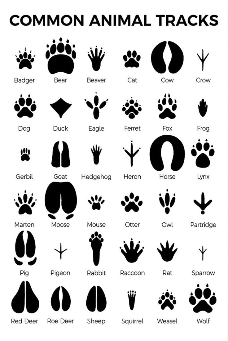 common animal commonAnimalsTracks