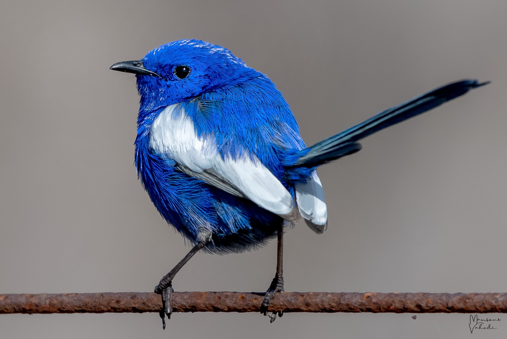 bird 1منصور واحدی: 