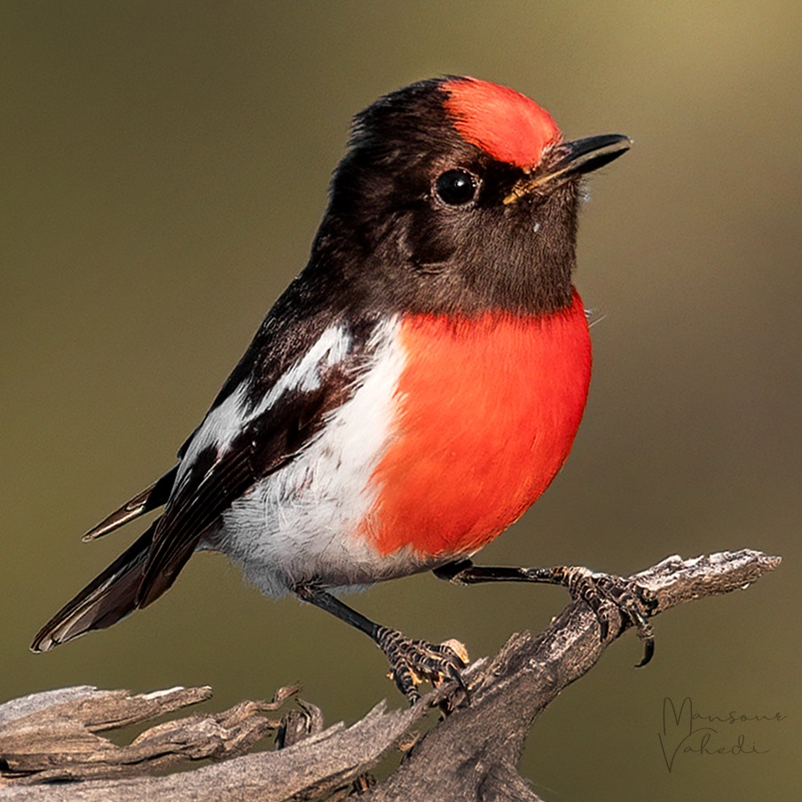 bird 2 منصور واحدی: 