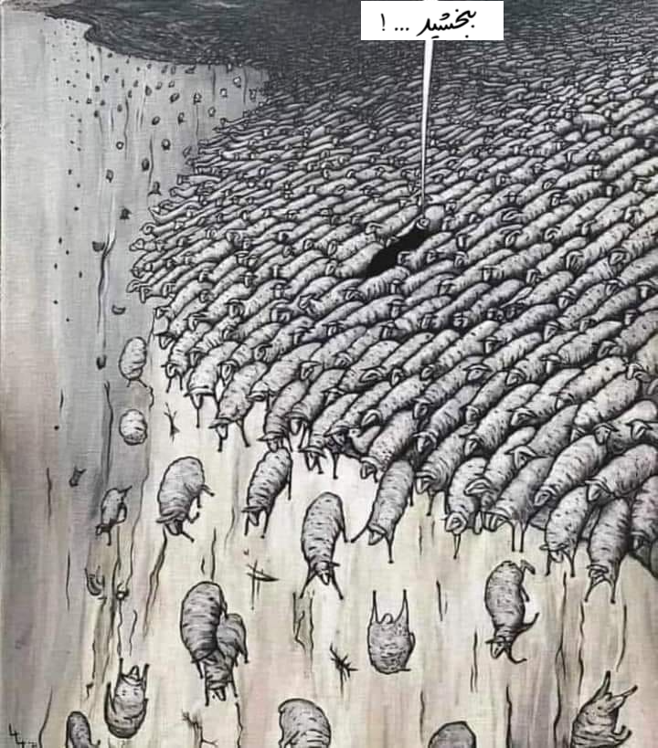 sheep