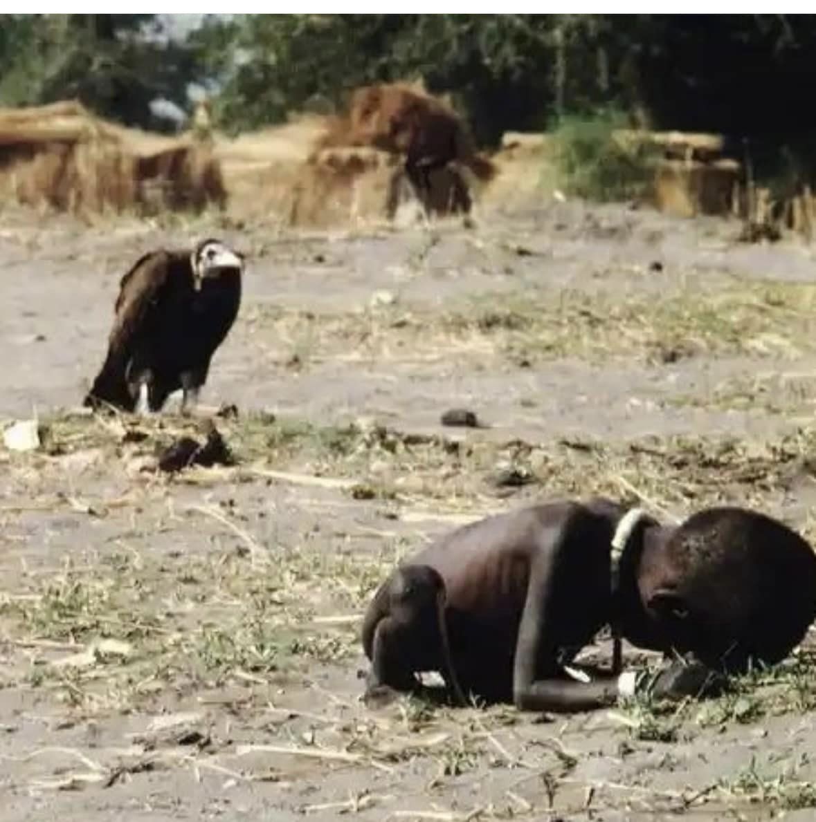 vulture