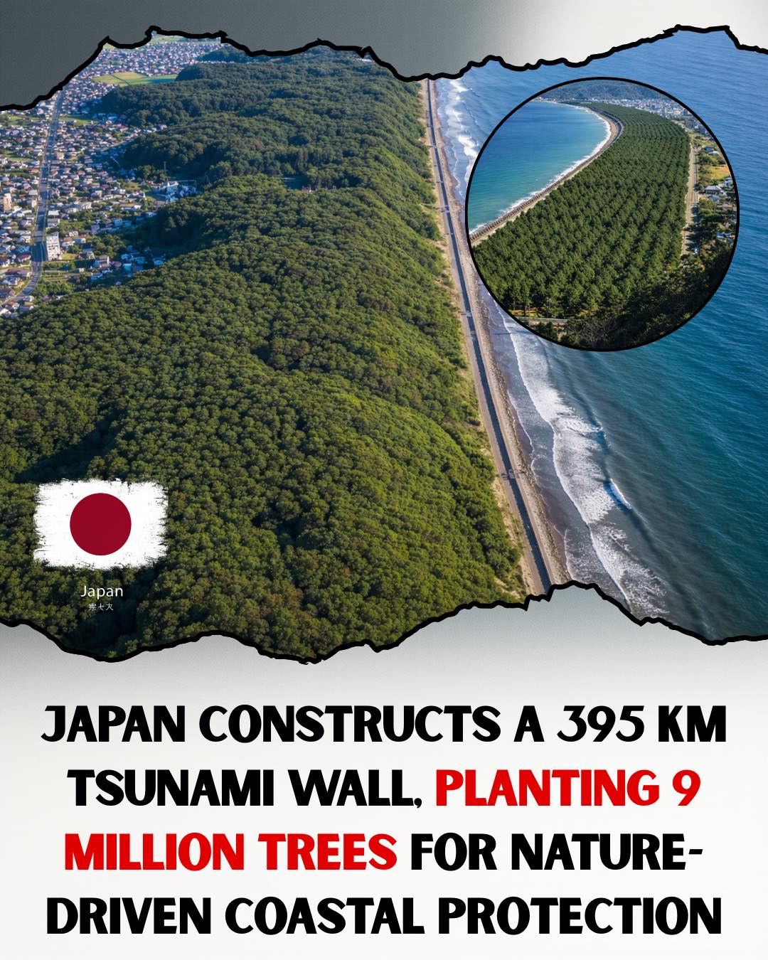 دیوار درختی سونامی در ژاپن