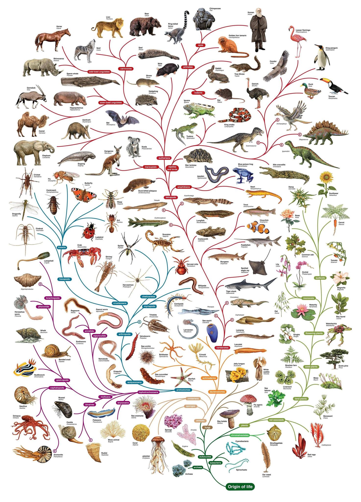 evolution